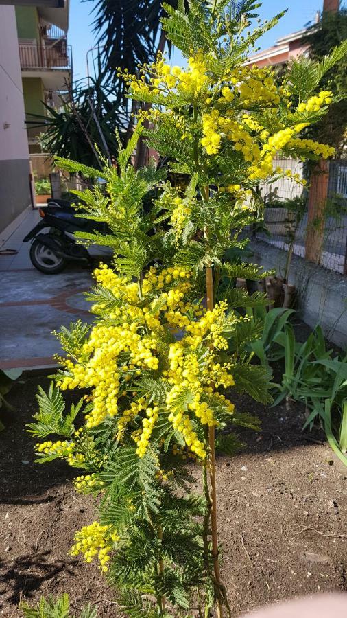 B&B Mimosa Giardini Naxos Exteriör bild